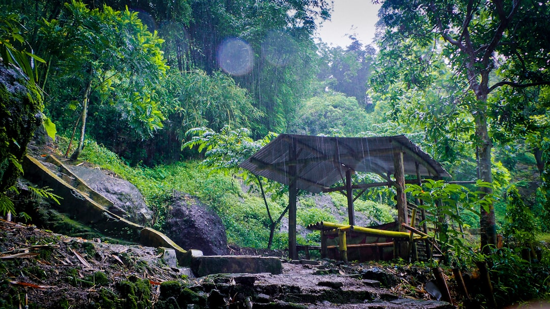 Jungle photo spot Kendal Yogyakarta City