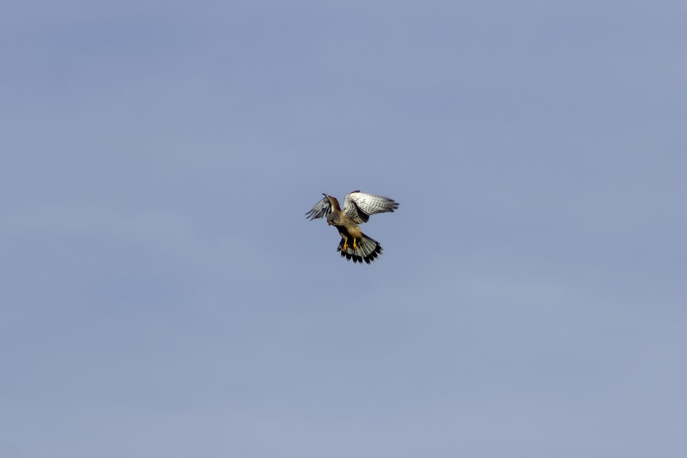 gray and brown bird