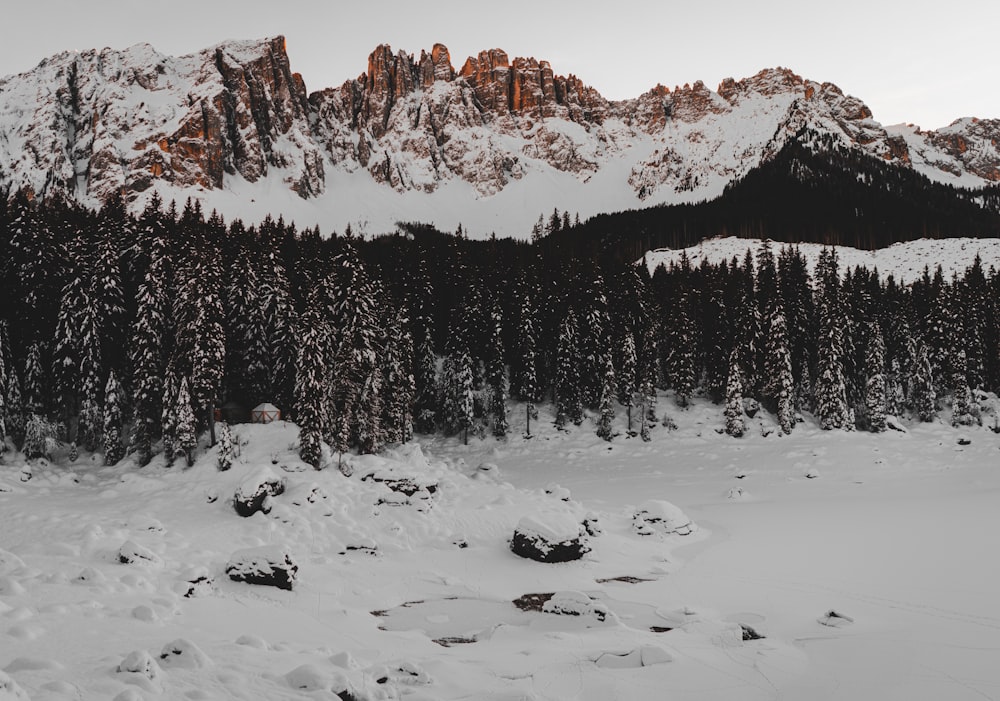 trees and snow-covered field and mountains munder white sky