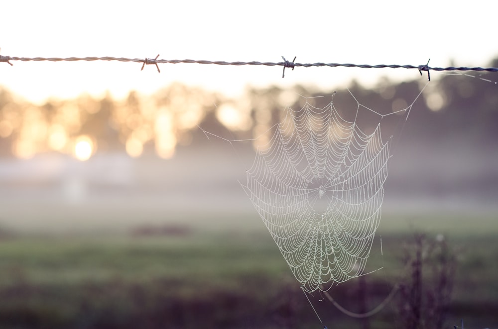 spiderweb on barbed wire