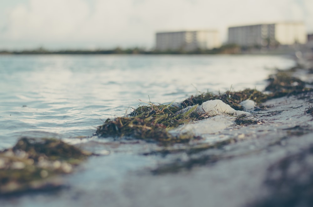 shallow focus photo of body of water