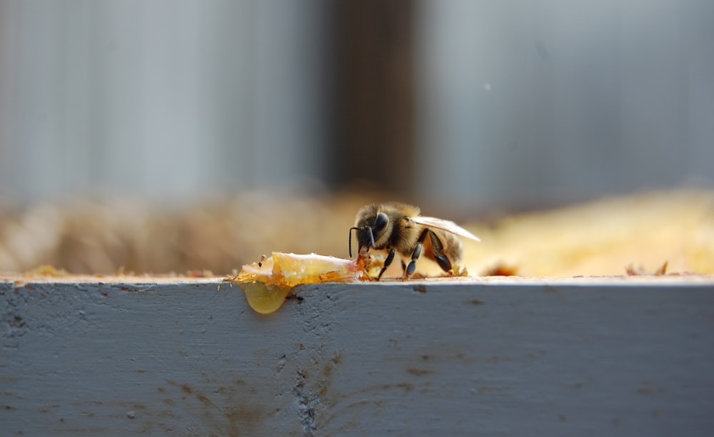 Foto der Biene mit flachem Fokus