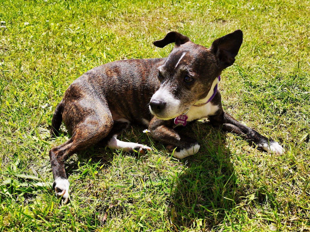 Short Haired Brown And White Puppy On Grass Photo Free Animal