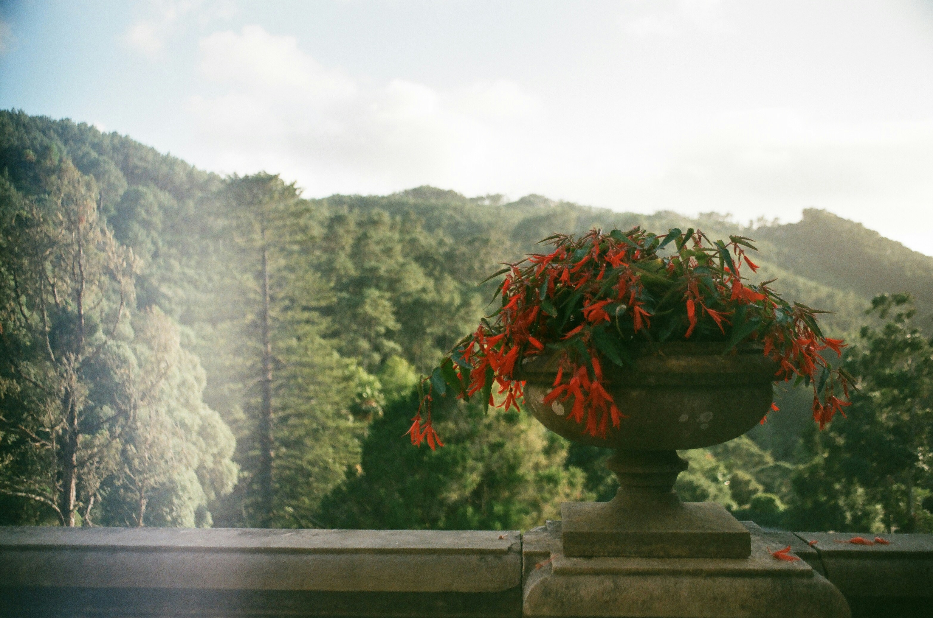 red potted flowers facing trees, 