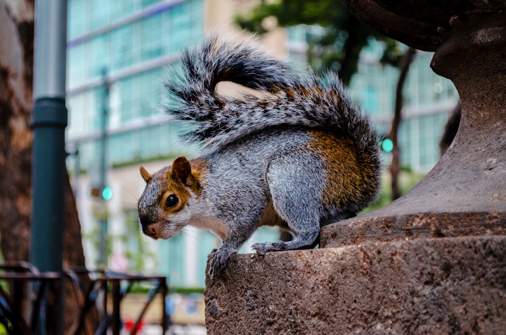 gray and brown squirrel on rock