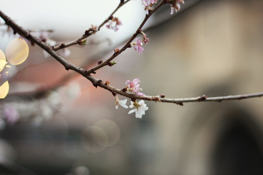 white petaled flower