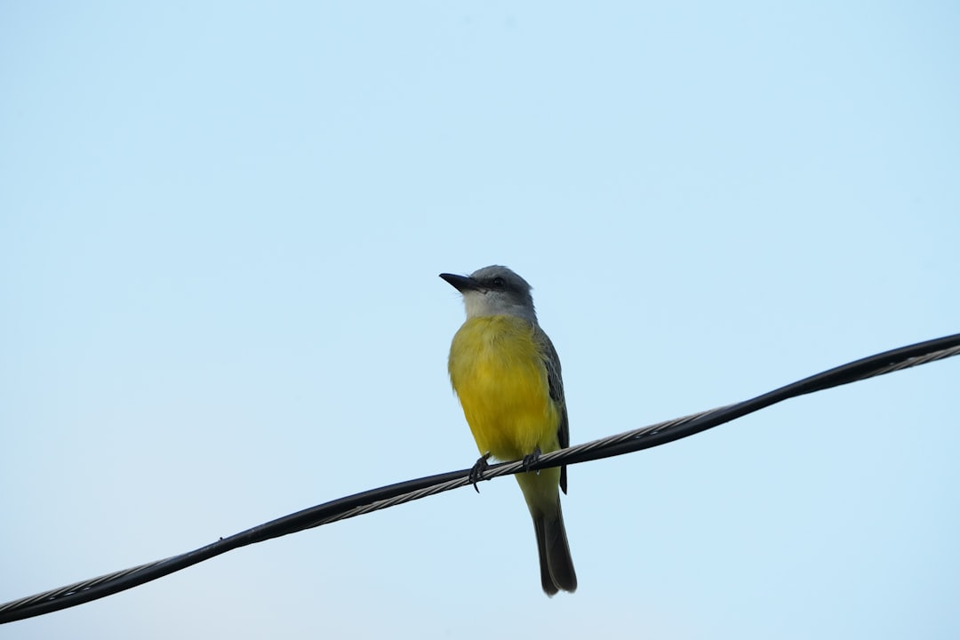 yellow and gray bird perching on wire