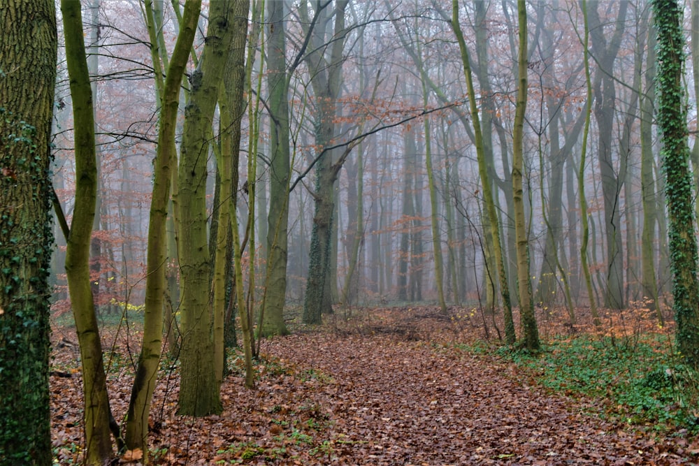 dried leaves on ground under bare trees