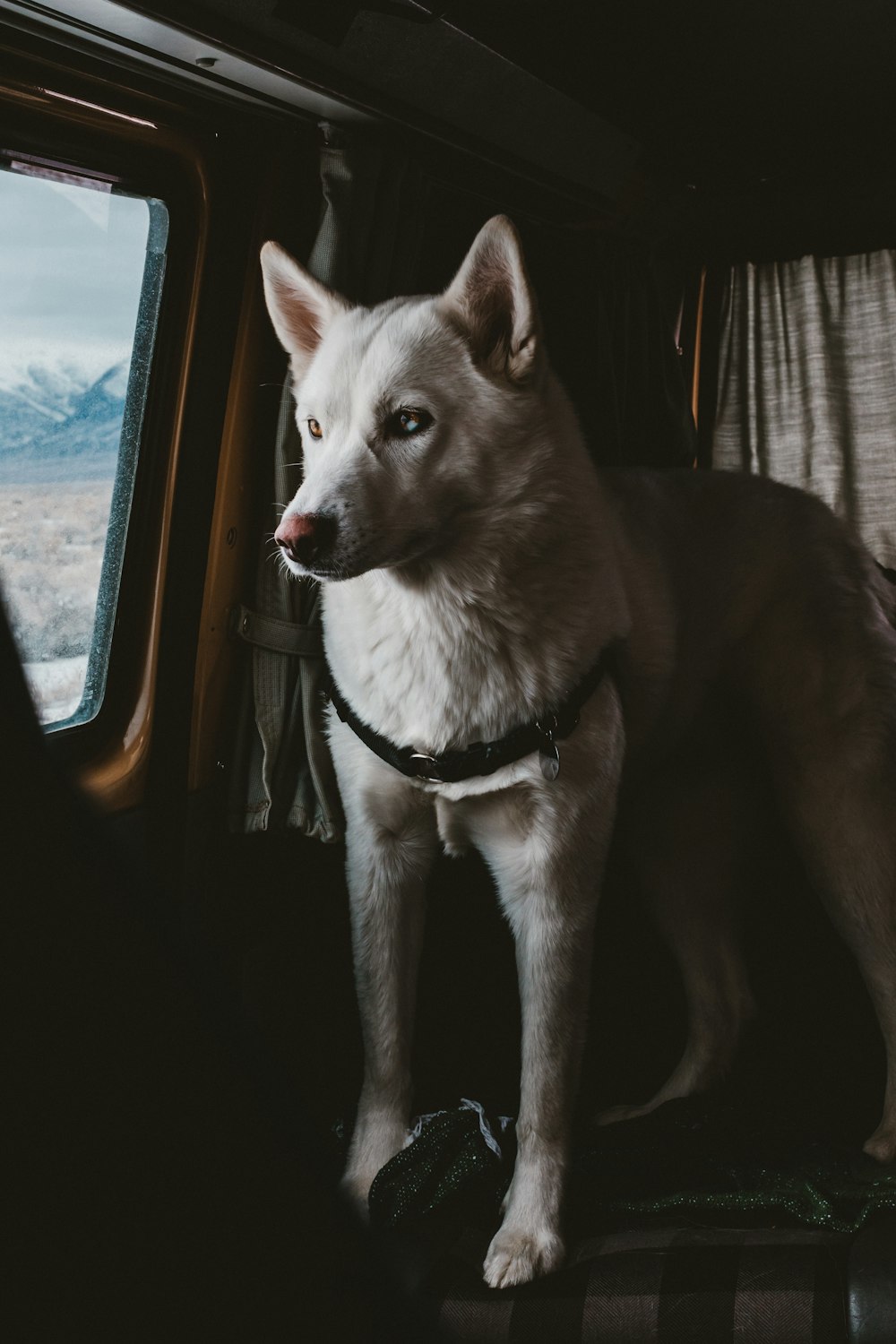 short-coated white dog standing by the window of a car