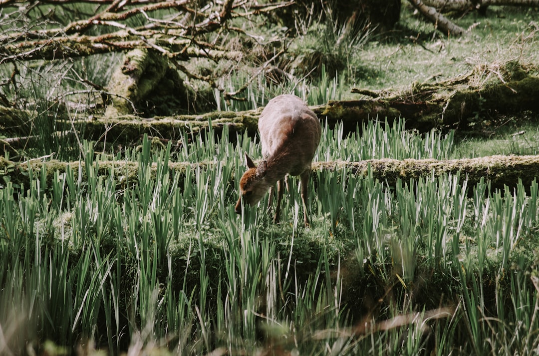 brown deer eating green grass