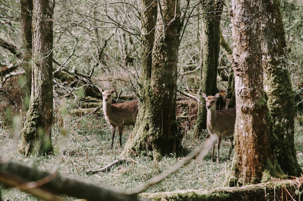 doe beside trees