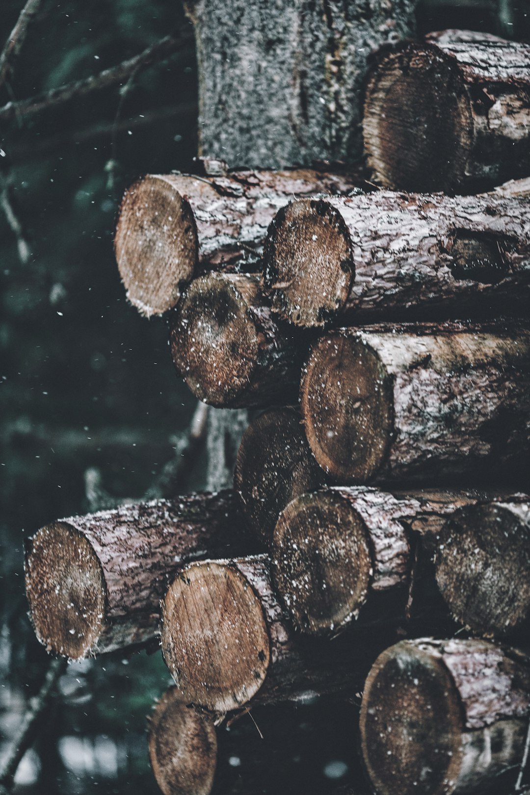 pile of wood logs