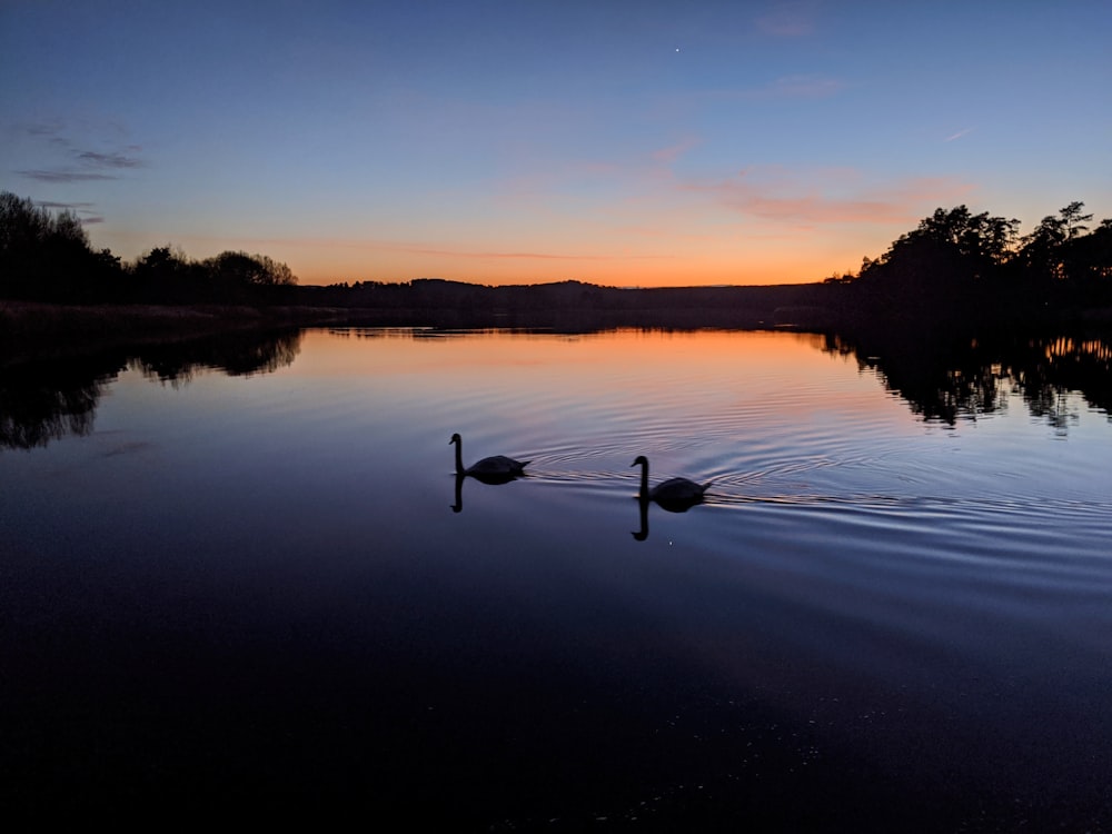 body of water near trees during sunset