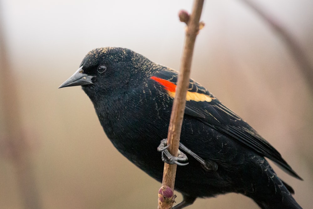 selective focus photography of a black and orange bird perching on a twig