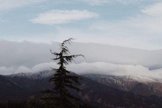 green trees beside mountain during daytime in Kilkis Greece