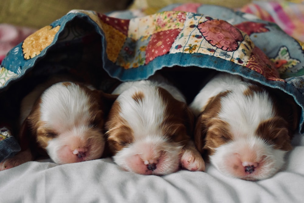 long-coated tan and white puppies