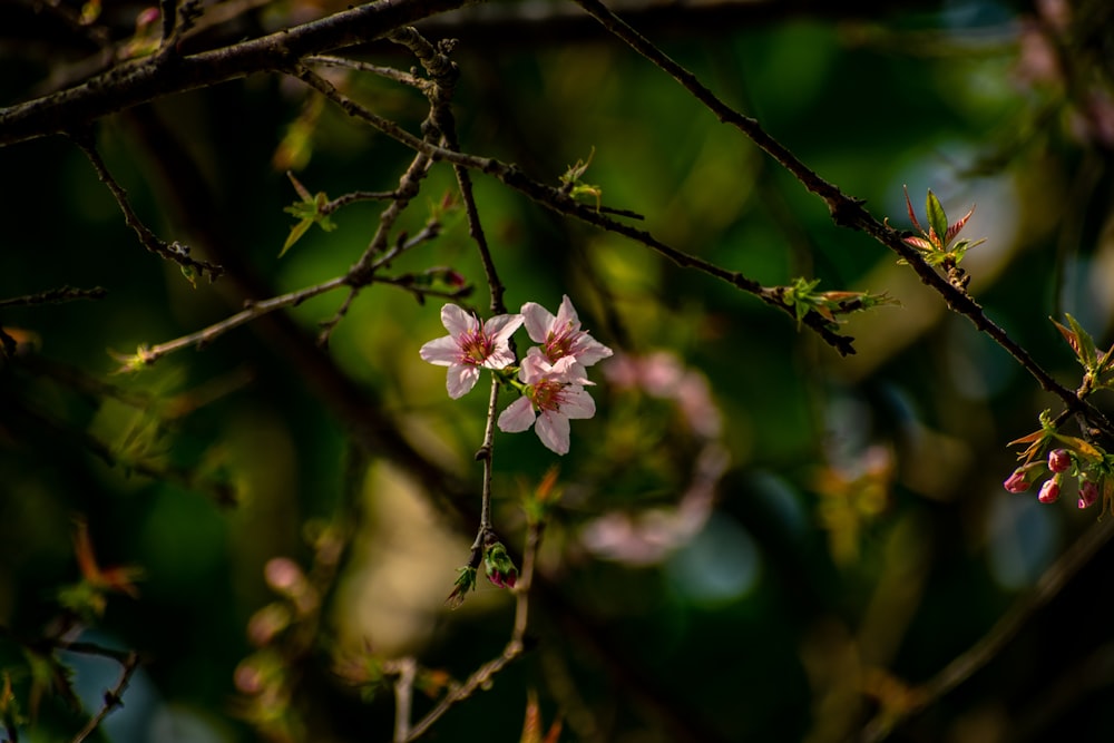 white petaled flower