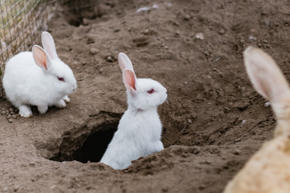 deux lapins blancs