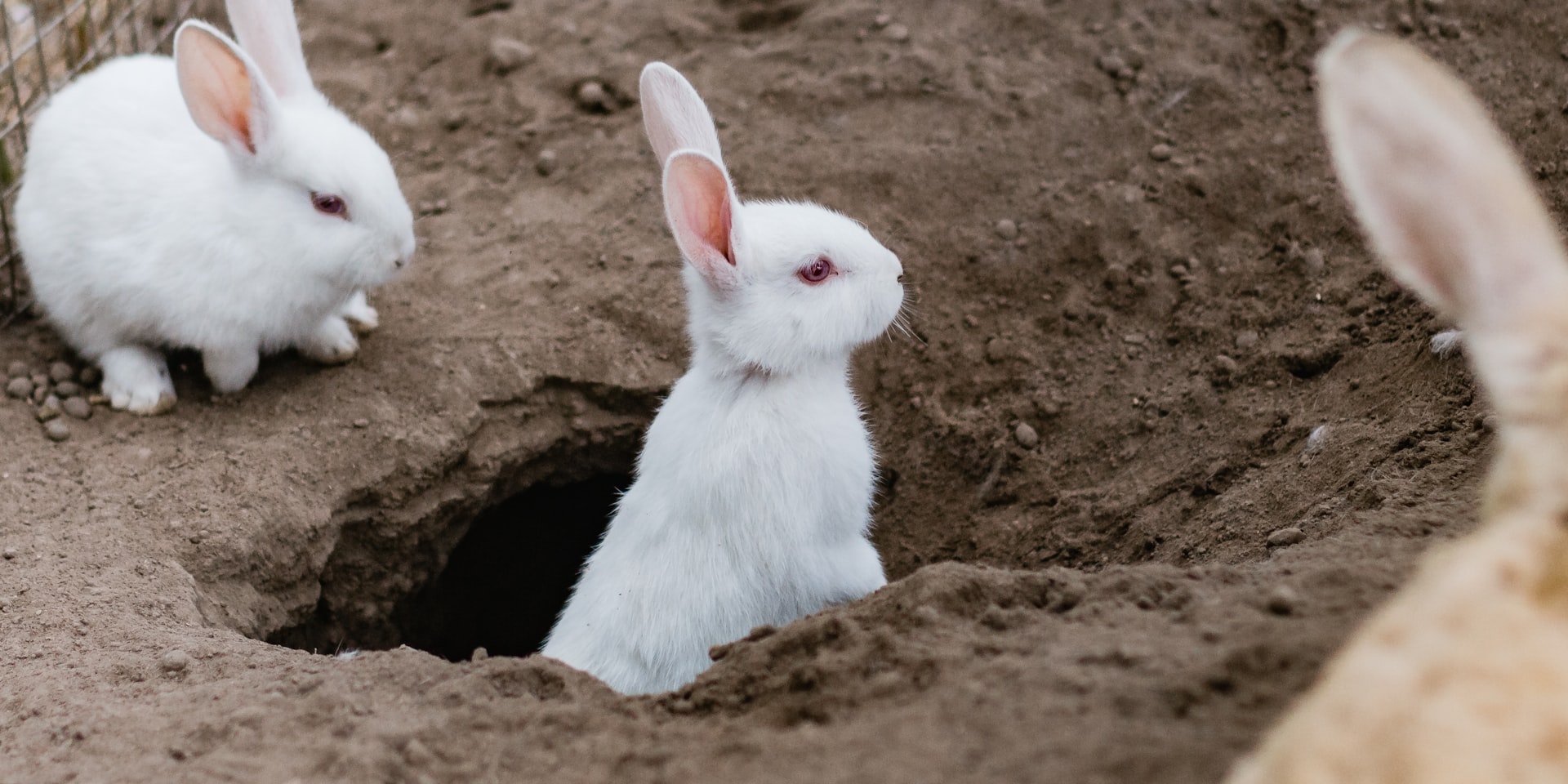 Cover Image for Going down the rabbit-hole of systems thinking