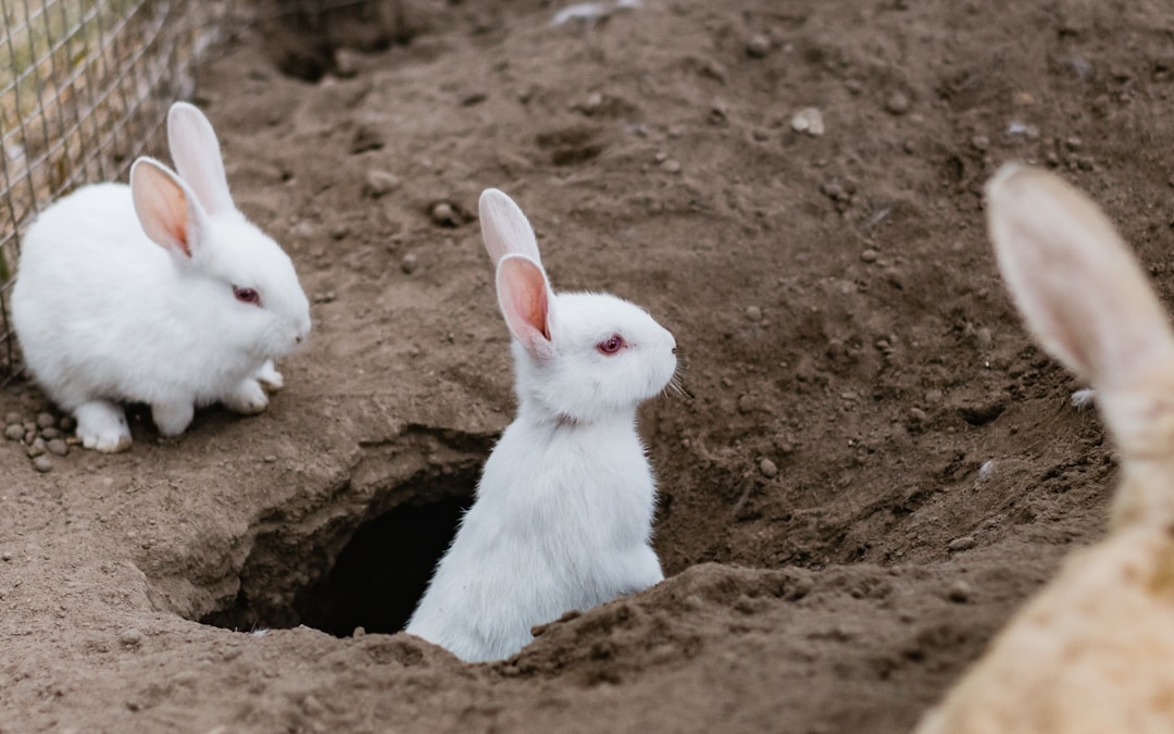 Create a rabbit hole for your couples to “fall” down