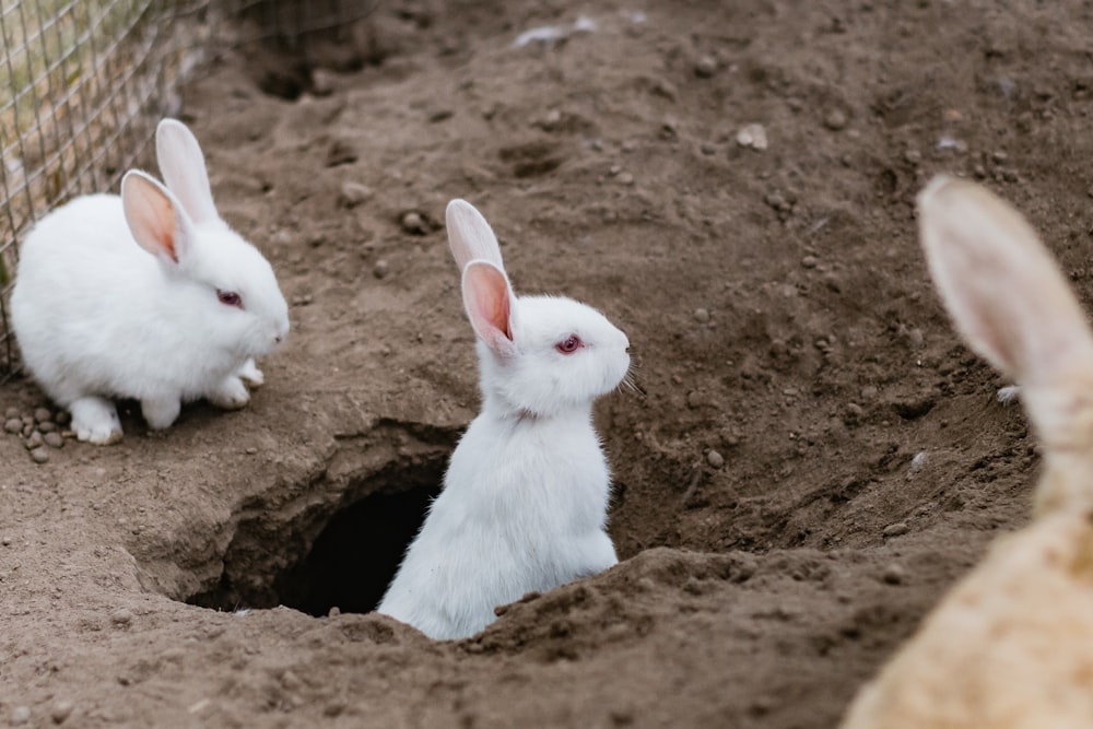 two white rabbits