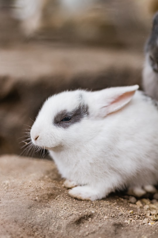 white rabbit in Tsitsikamma South Africa