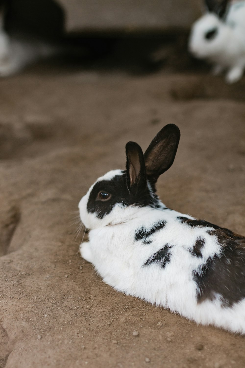 lapin blanc et noir couché sur le sol