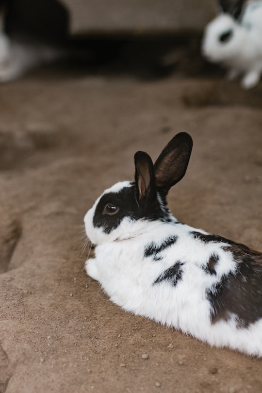 white and black rabbit lying on ground in Tsitsikamma South Africa