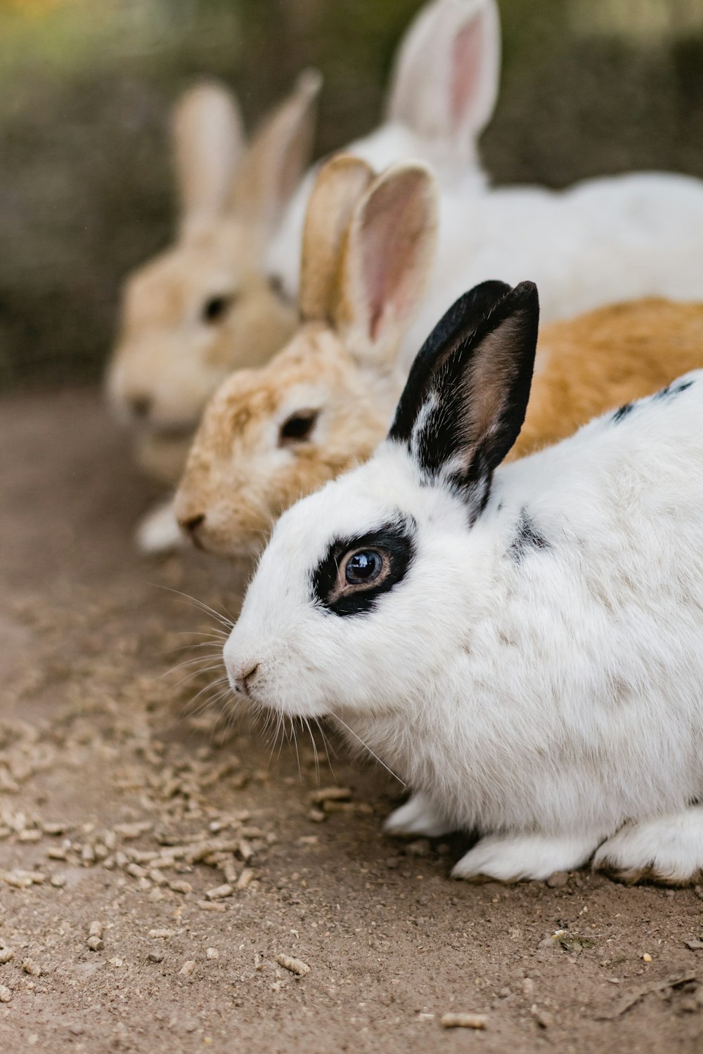 three brown and white rabbits eating feeds