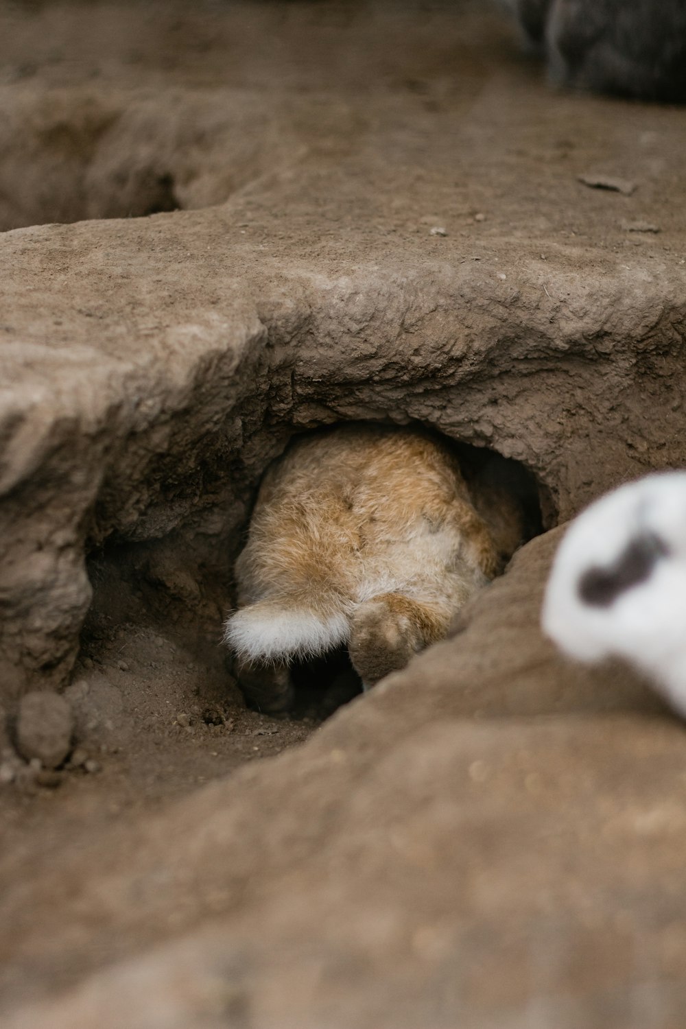 animal in hole