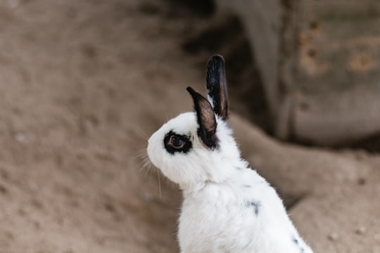 white and black rabbit in Tsitsikamma South Africa