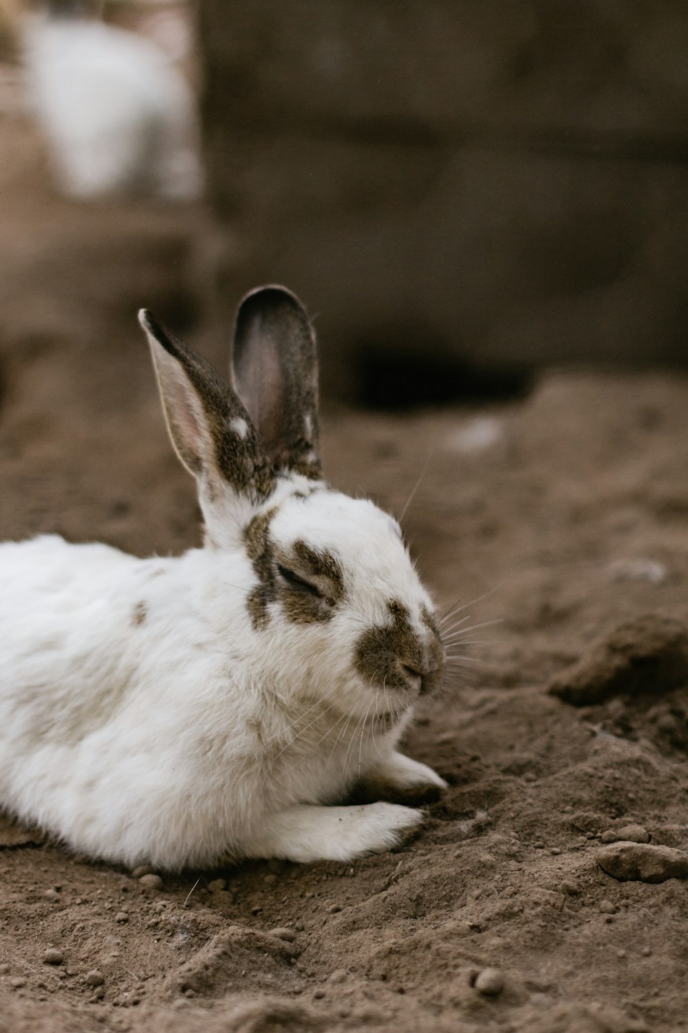 white and gray rabbit sitting on the ground