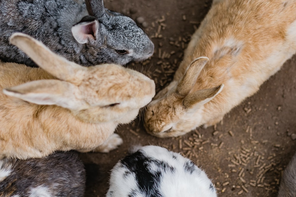 coelhos castanhos e brancos