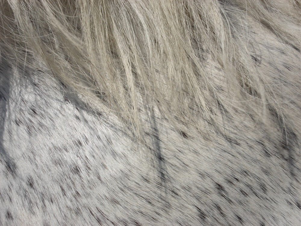 a close up of a white and black horse's fur