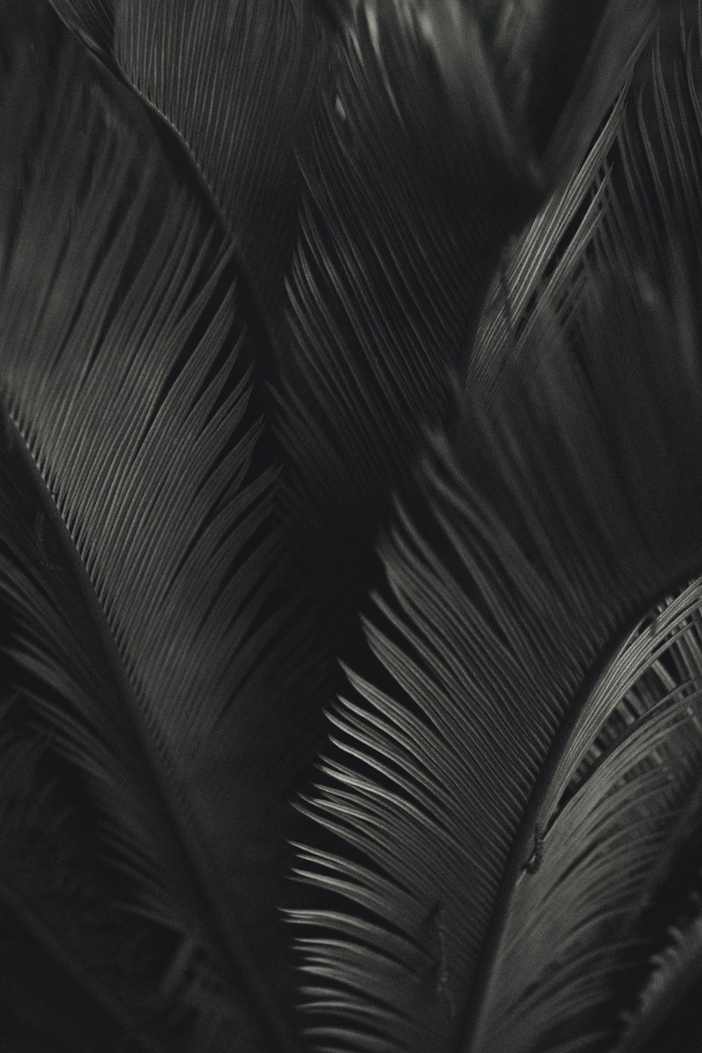 palm tree