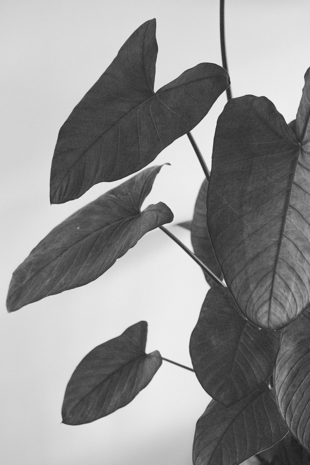 taro plant