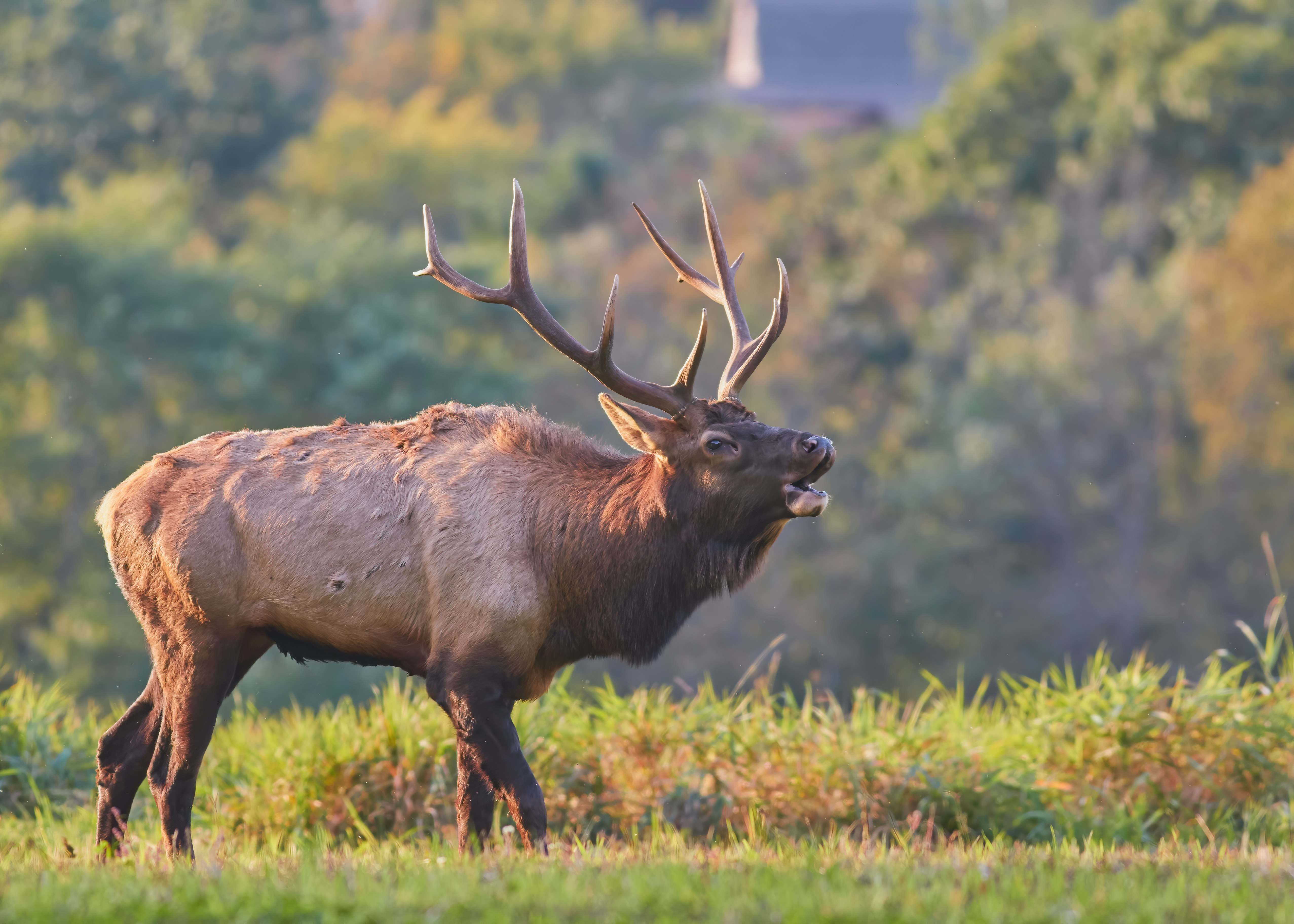 brown ram in grass field