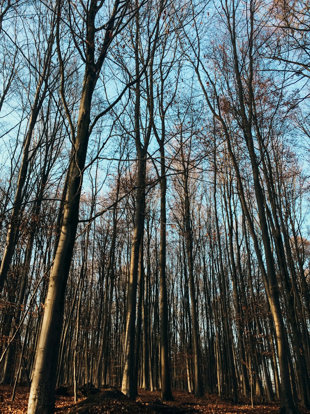 bare trees during daytime