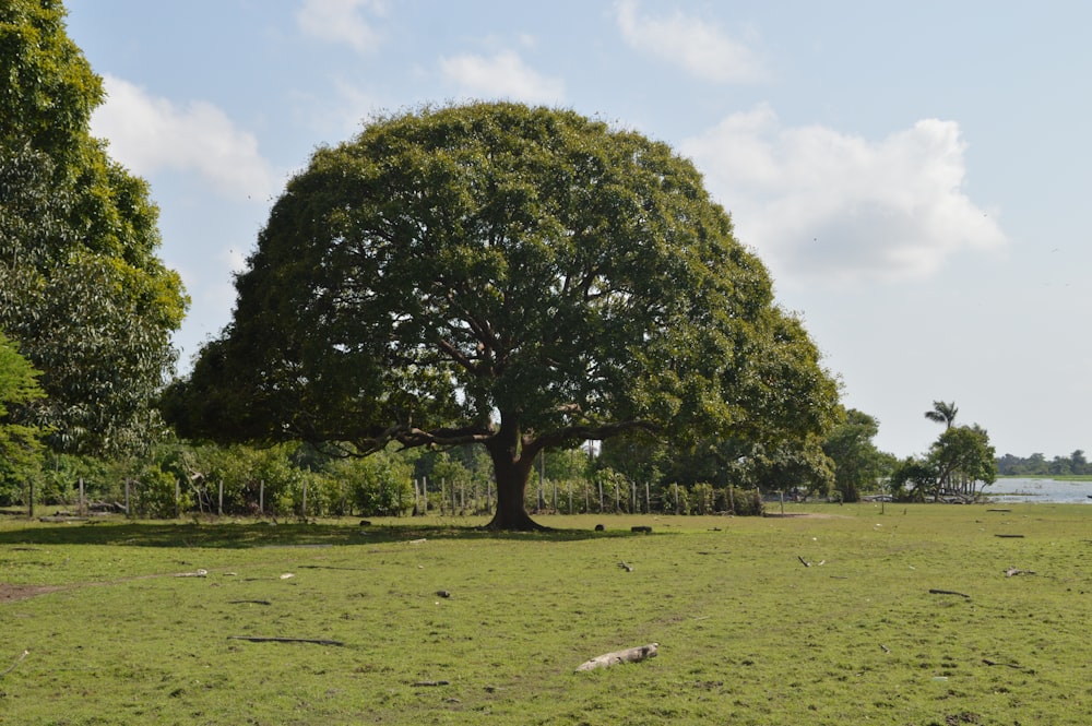 fotografía de paisaje de árbol de hojas verdes