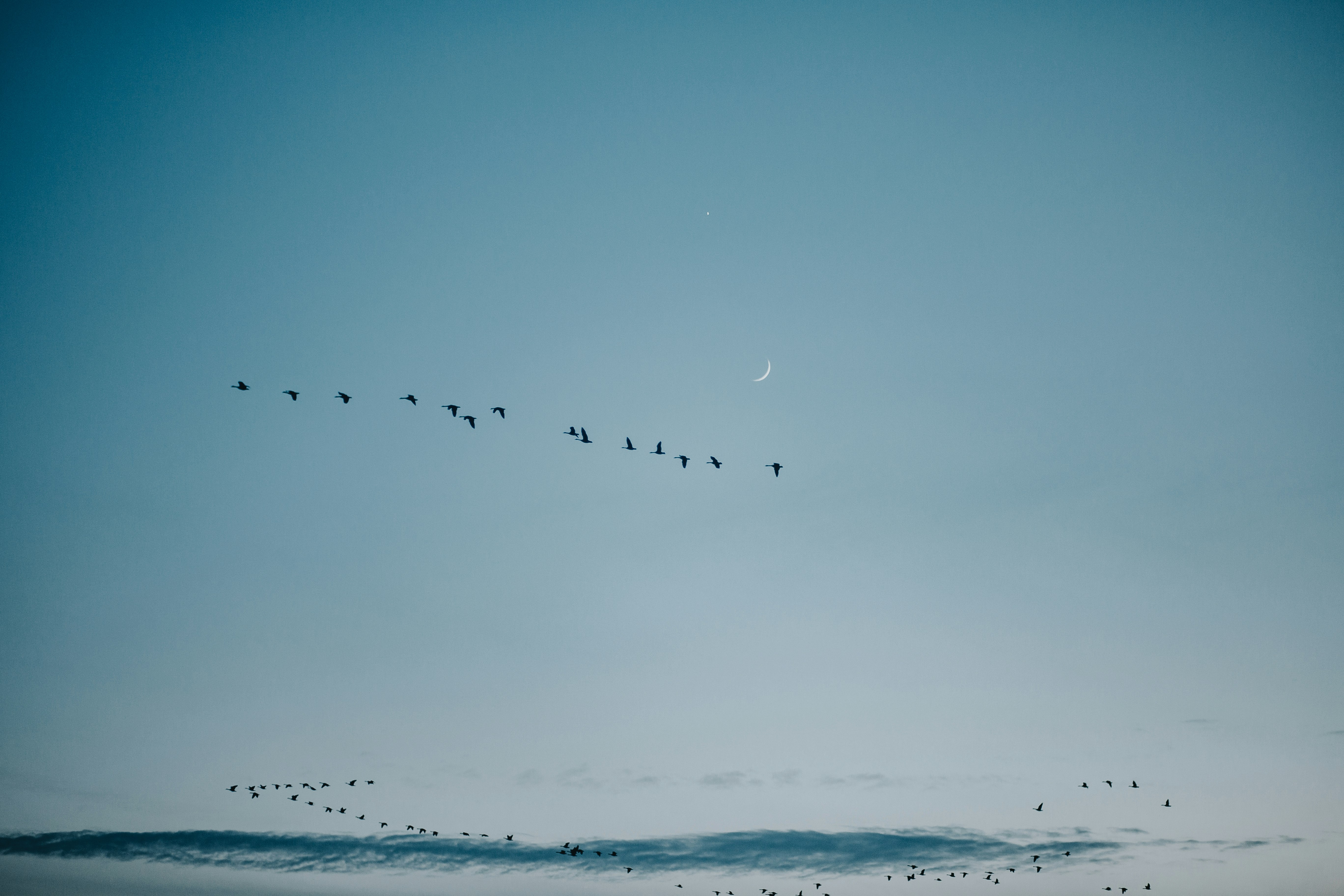 flock of birds photograph
