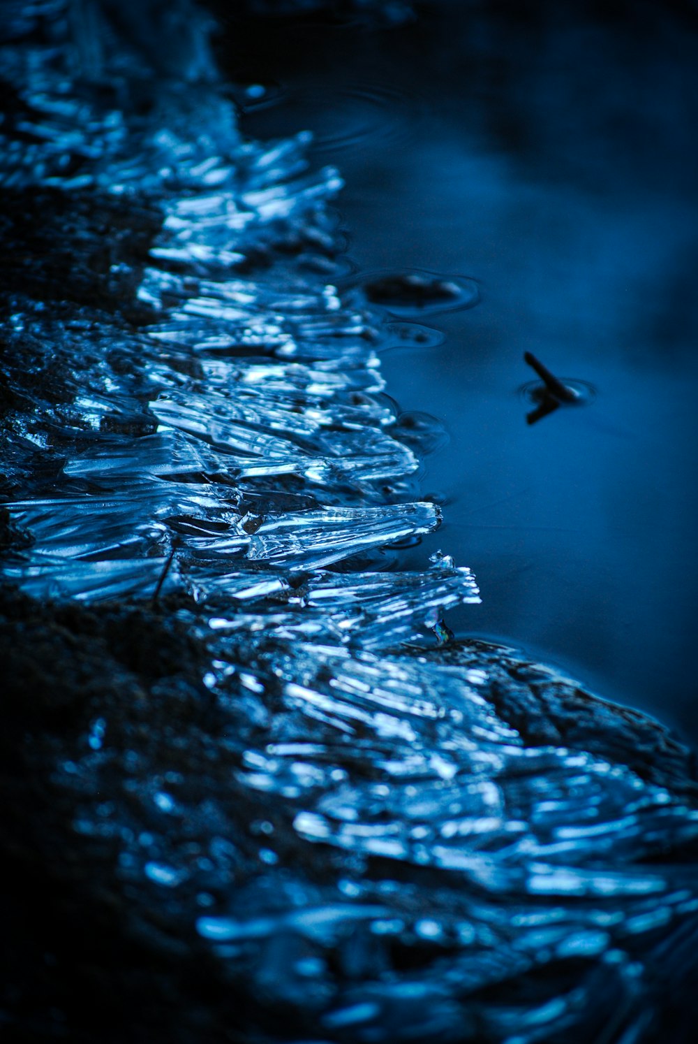 a bird flying over a body of water