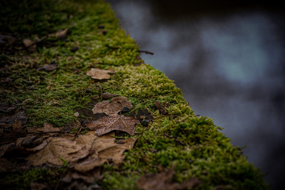 selective focus photography of green moss