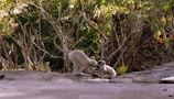 A playful scene in the Ubud Monkey Forest with monkeys interacting.