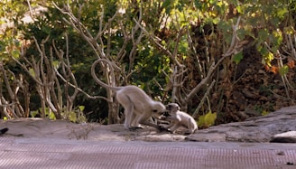 A playful image of animals engaging in funny antics in a natural setting.