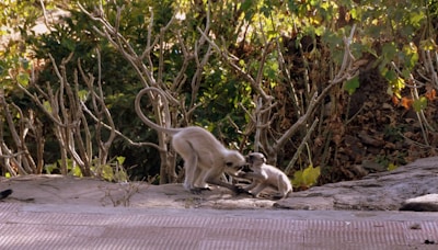 A playful image of animals engaging in funny antics in a natural setting.