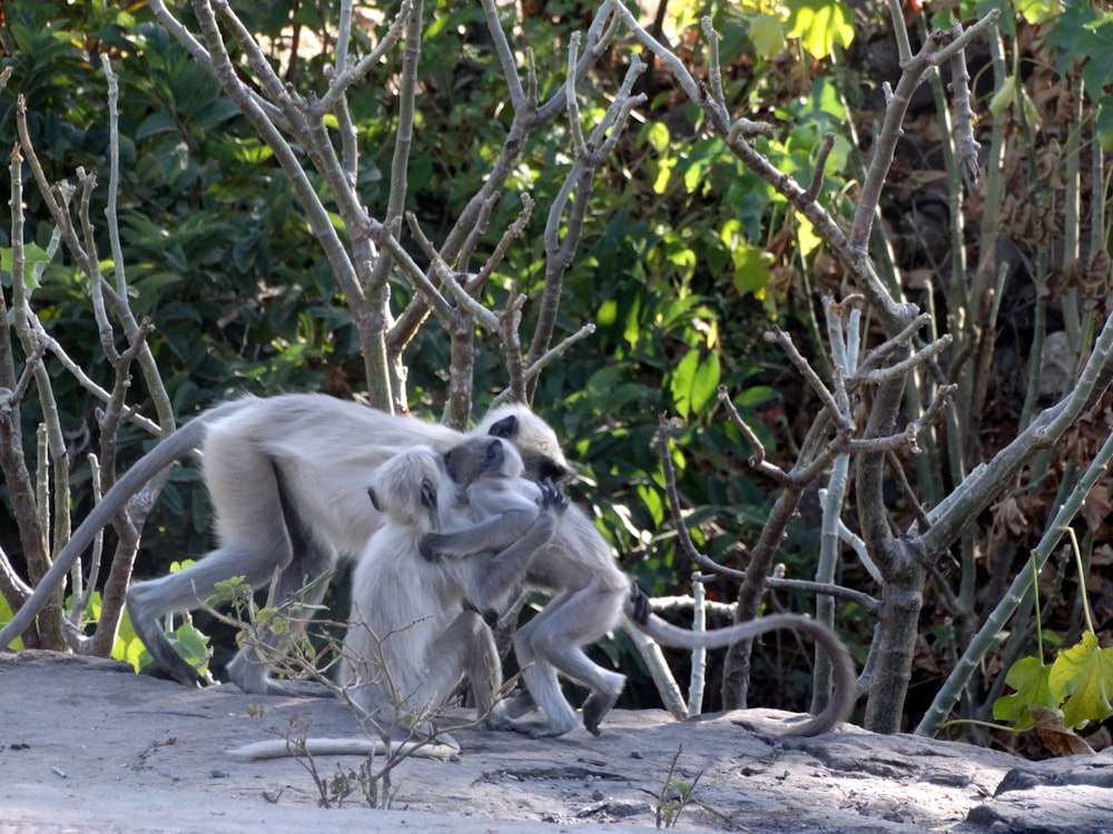 three monkeys beside trees