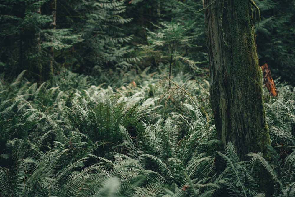 green ferns