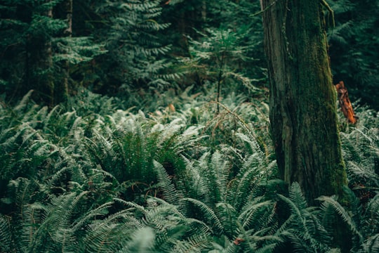 green ferns in Mayne Island Canada