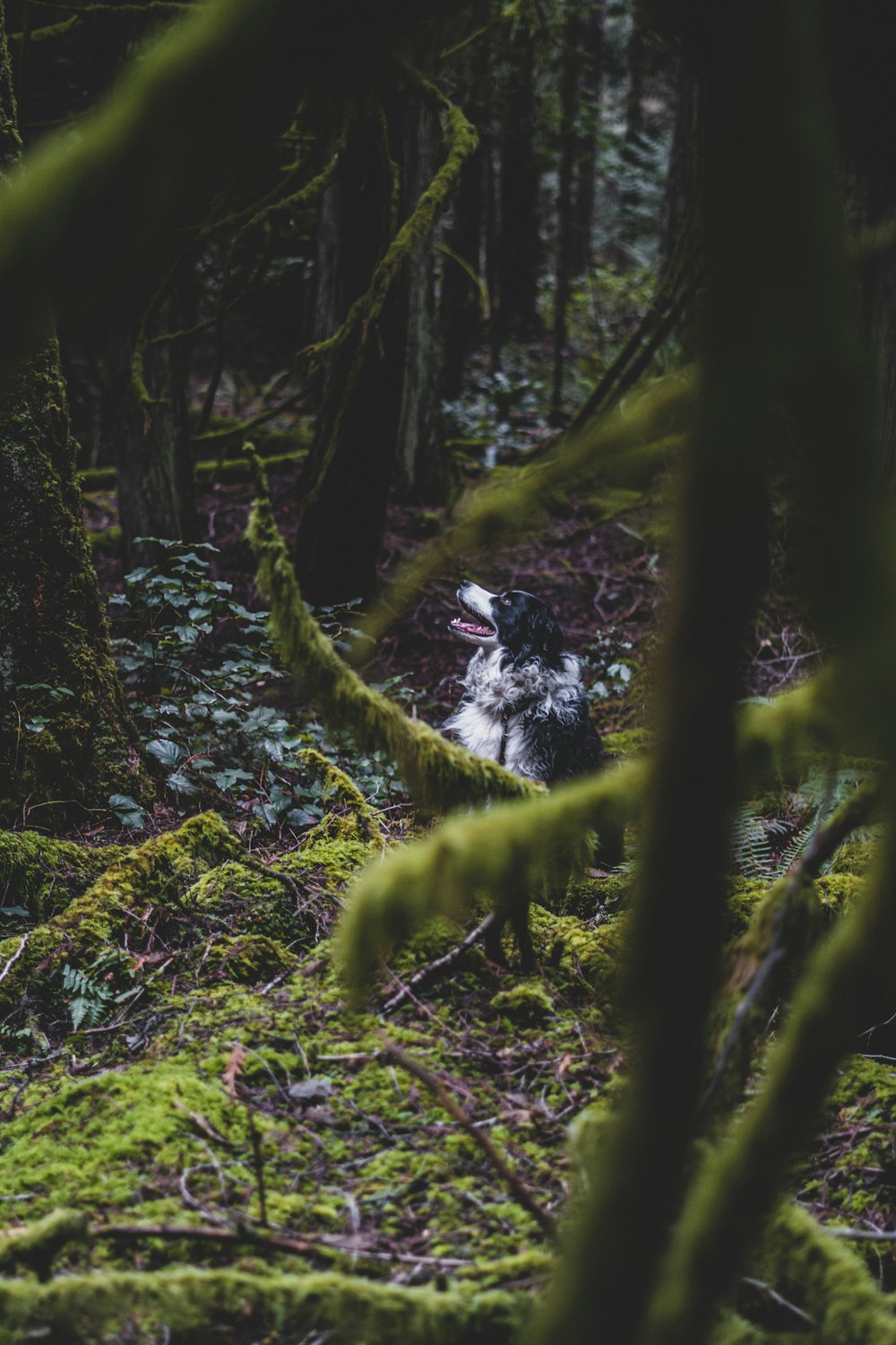 black and white dog surrounded trees