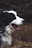 black and white dog